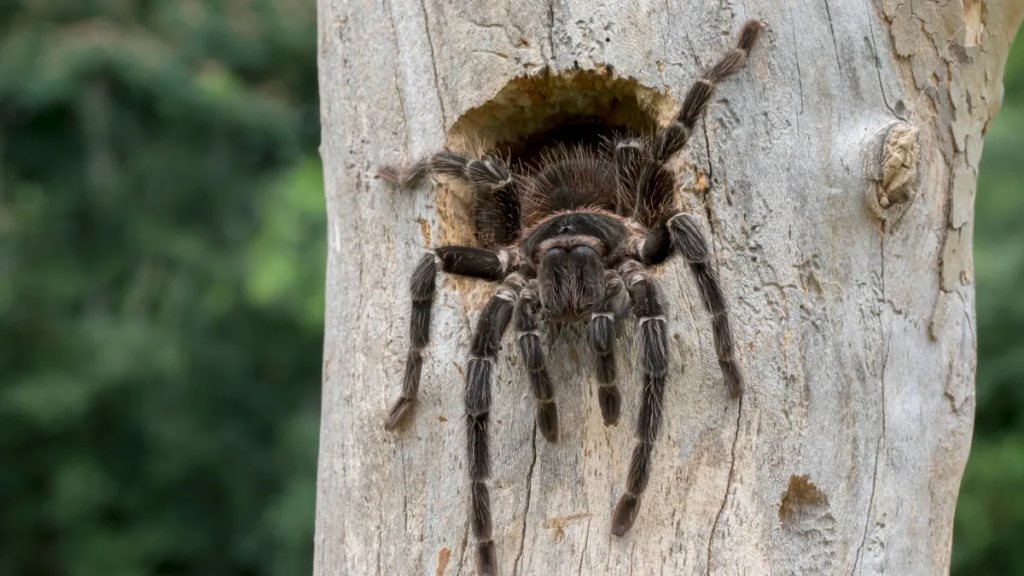 Goliath Birdeater