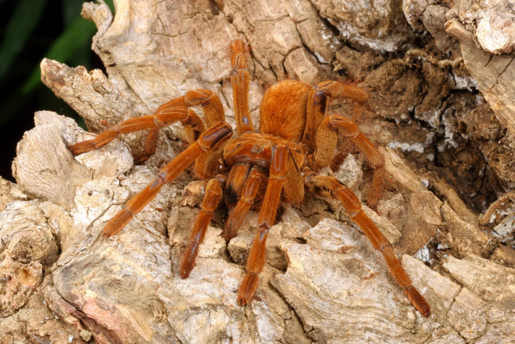 Goliath Birdeater