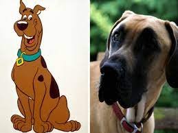 You Get a Great Dane Like Scooby?