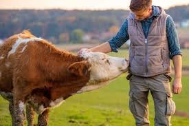 Animal Welfare
