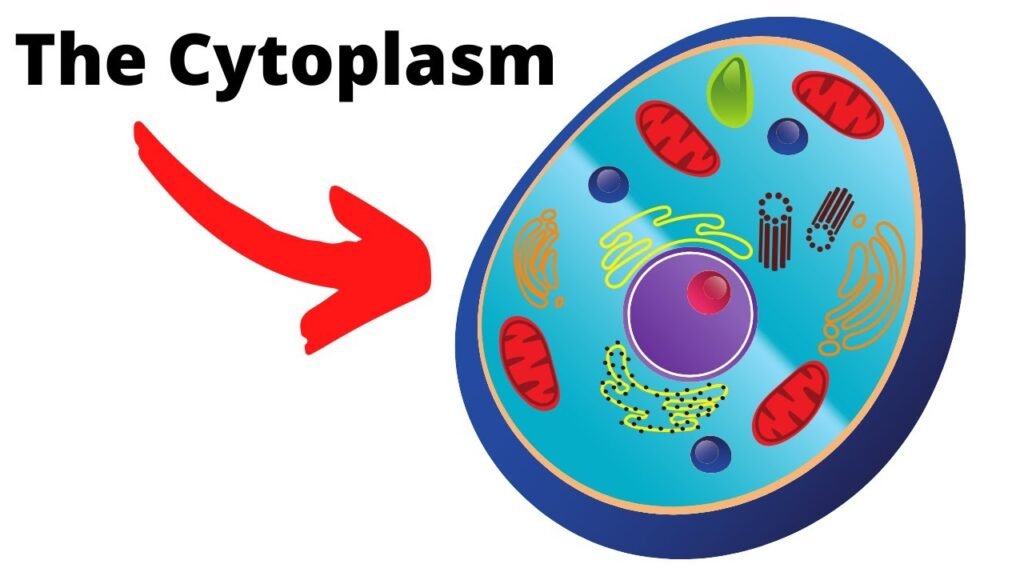 Cytoplasm