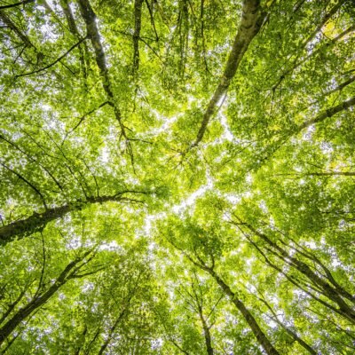 magical forests