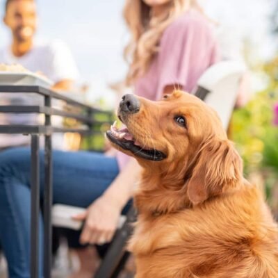 dog-friendly