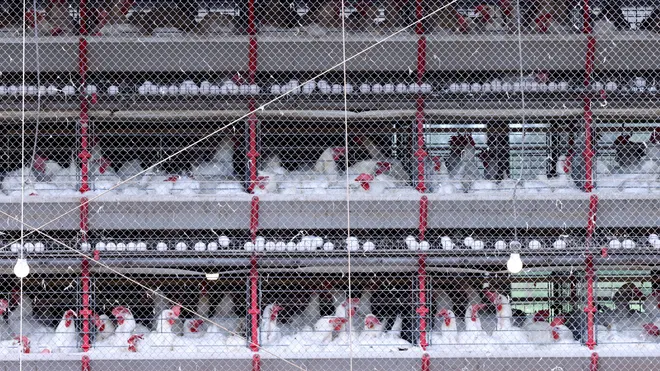 CDC ends emergency response for bird flu