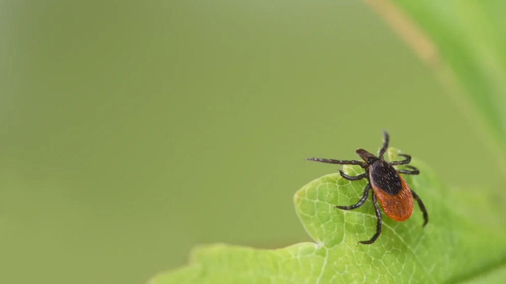 tick bites ER visits