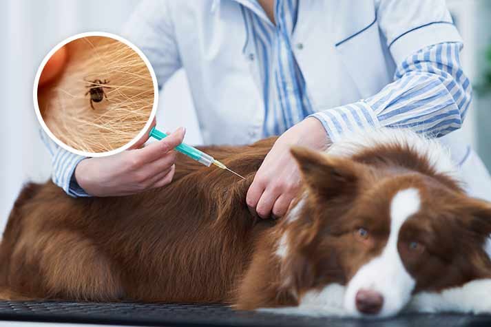 Flea and tick shot for dogs