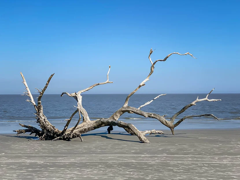 Driftwood Beach Jekyll Island