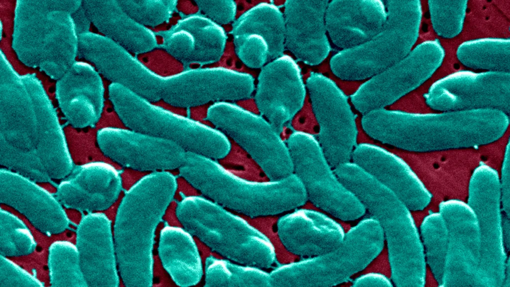 flesh-eating bacteria Florida