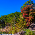 Lost Maples State Natural Area