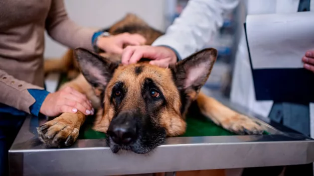 Flea and tick shot for dogs
