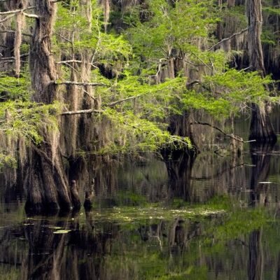 Caddo Lake