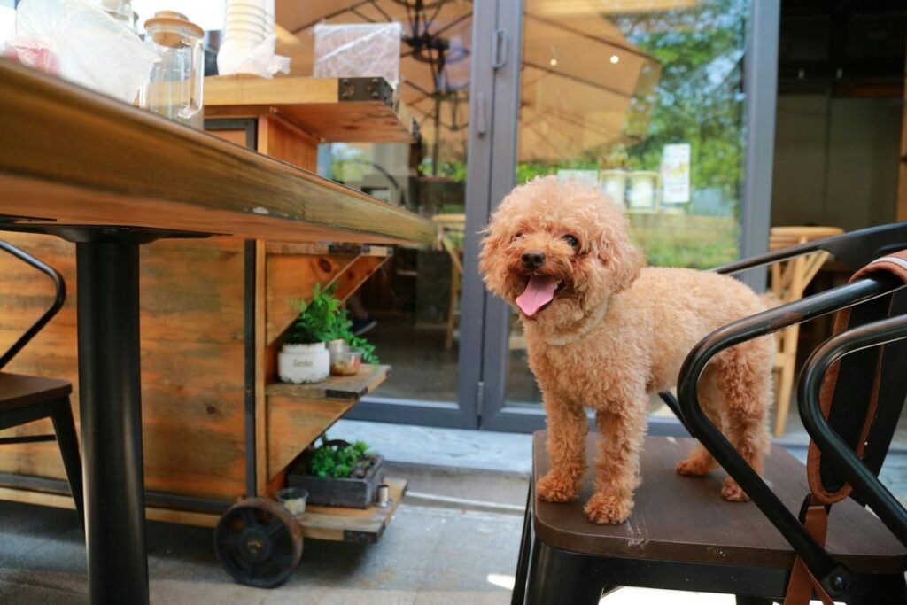 Sidewalk Dog-Approved Cafes