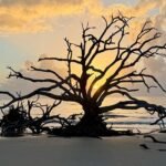 Driftwood Beach Jekyll Island