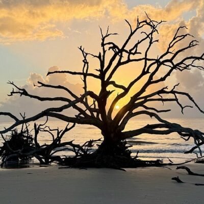 Driftwood Beach Jekyll Island
