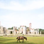 Cumberland Island Georgia