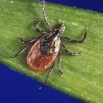 tick bites ER visits