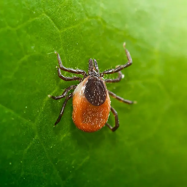 tick bites ER visits