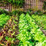 backyard vegetable garden