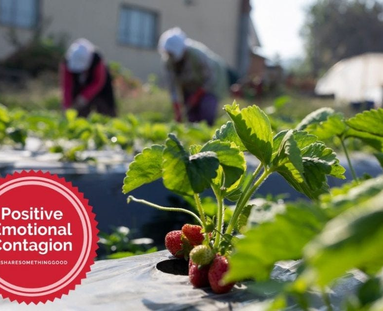 Urban farms