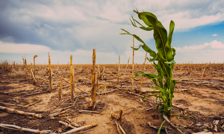 Food security
